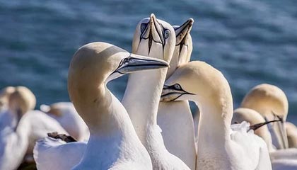 fb体育网页版-韩选手星际争霸赛事推广活动多样，星际争霸比赛全是韩国人夺冠