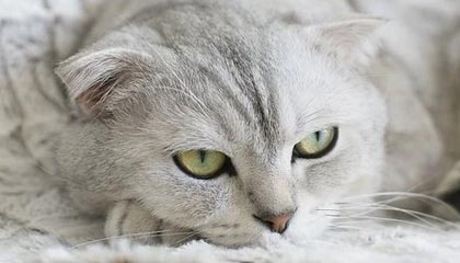 fb体育赛事平台-广东队积极备战季后赛争取最佳名次，广东队季后赛战绩