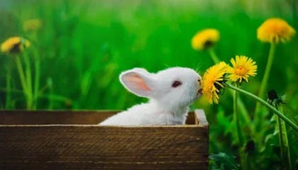 fb体育赛事平台-广东队积极备战季后赛争取最佳名次，广东队季后赛战绩