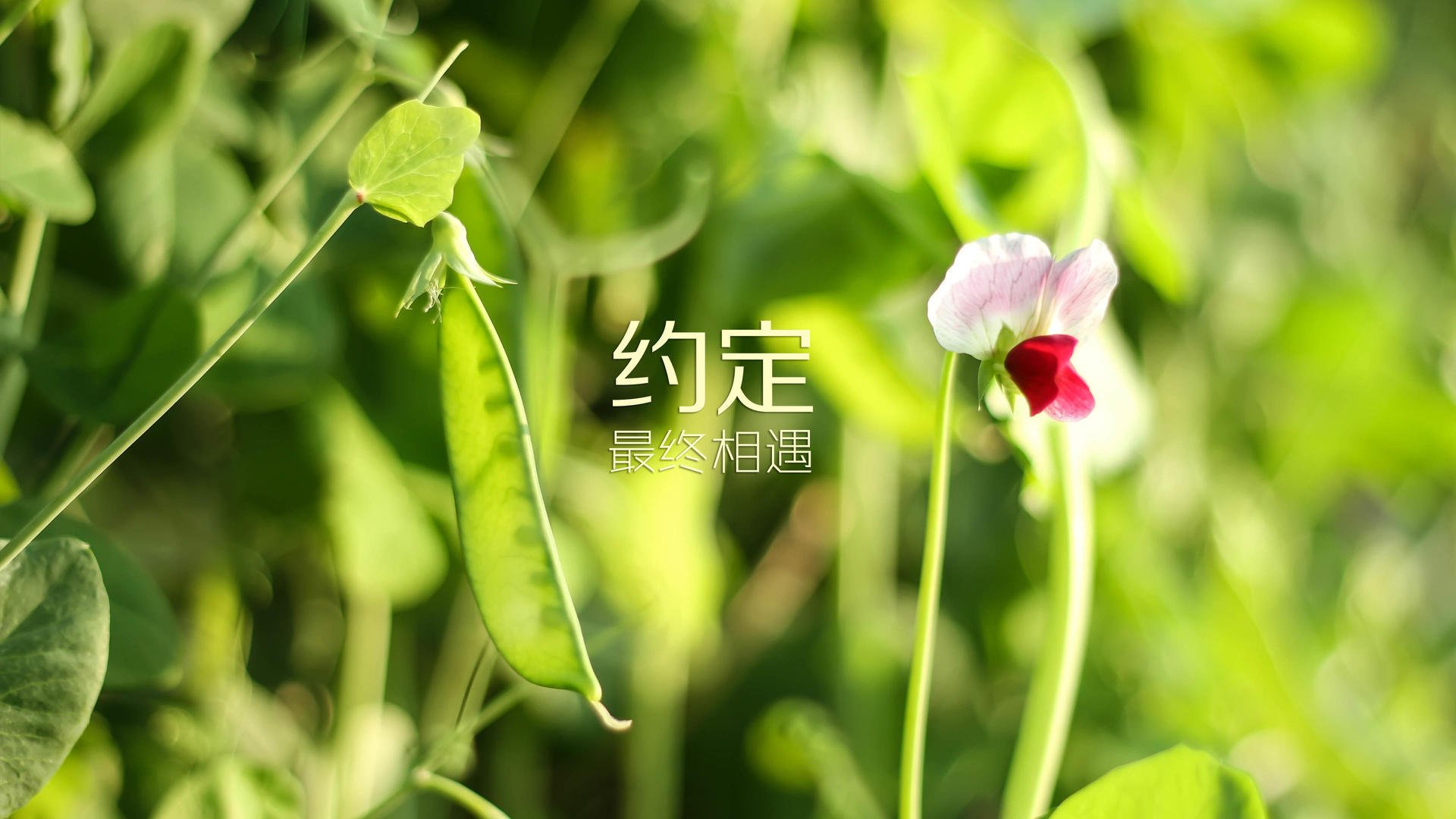 电竞游戏公平竞技环境构建及技术手段应用分析，电子竞技环境